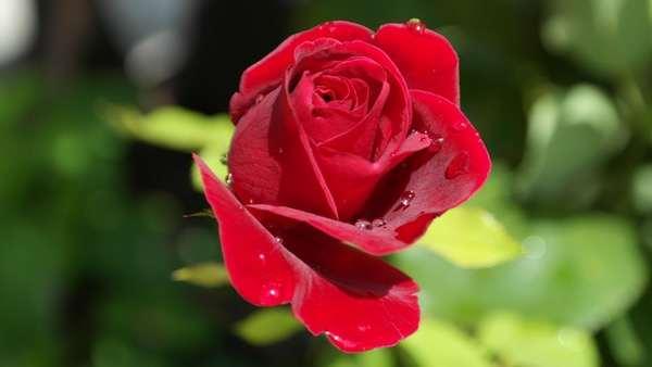 शायरी / ग़ज़ल: सूखे गुलाब के पन्नों को रखूं चाहे लाख छुपाकर - उत्तम दिनोदिया
