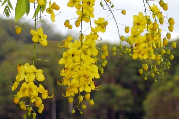 फूलों सी छोटी सी खुशबूदार जिंदगी - सुखविंद्र सिंह मनसीरत